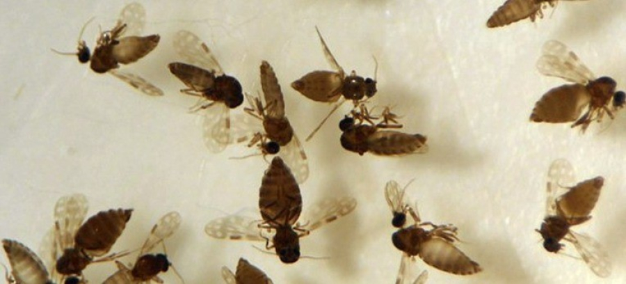 Saúde alerta! Primeiro caso de febre Oropouche foi encontrado em Anápolis