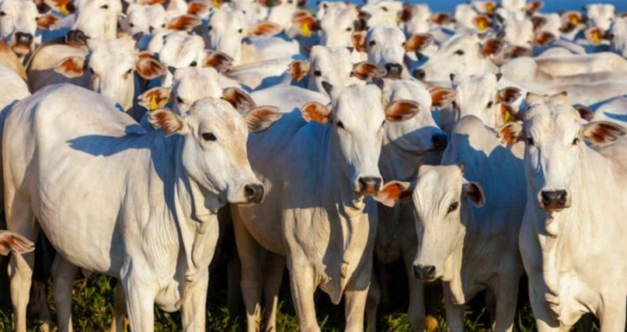 Carne bovina brasileira busca novos mercados diante de limite de importação da China