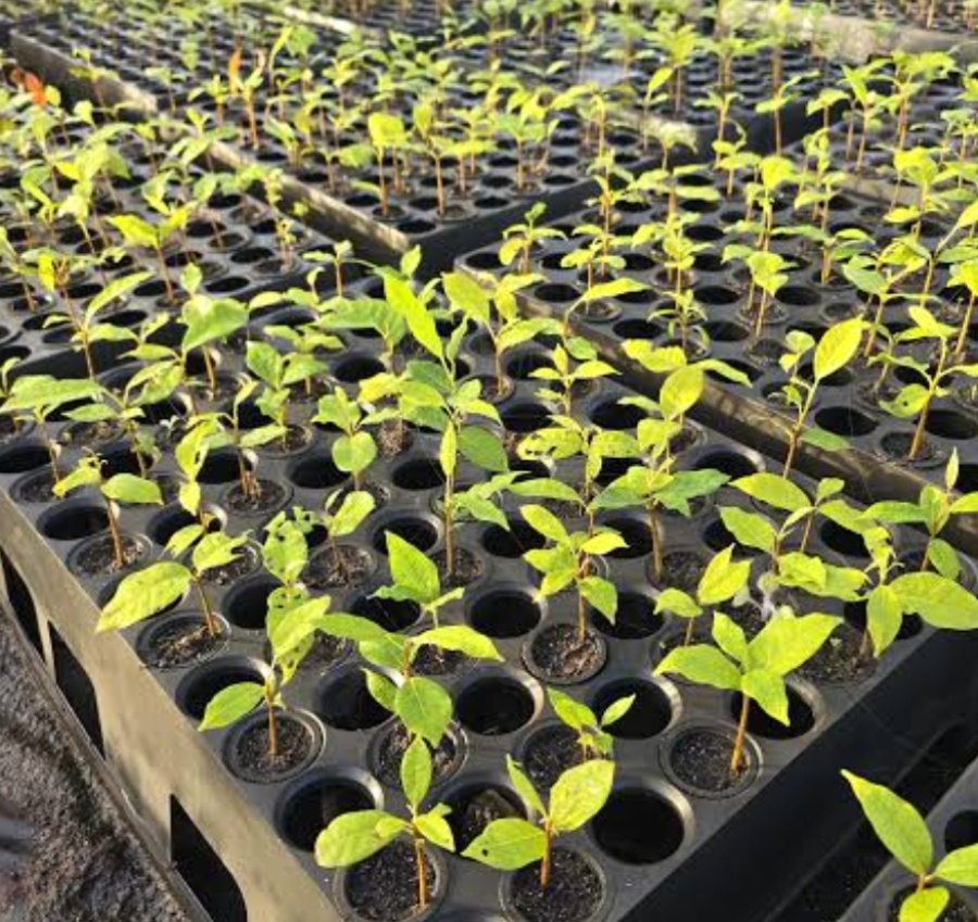 GDF amplia recuperação ambiental e investirá R$ 3,7 milhões em nova etapa de preservação do Cerrado