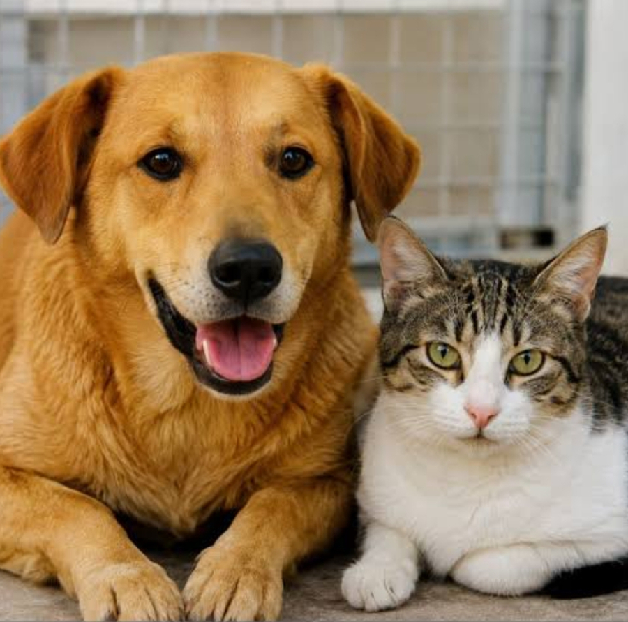 GDF abre 1,8 mil vagas para castração gratuita de cães e gatos e reforça cuidados com a saúde animal
