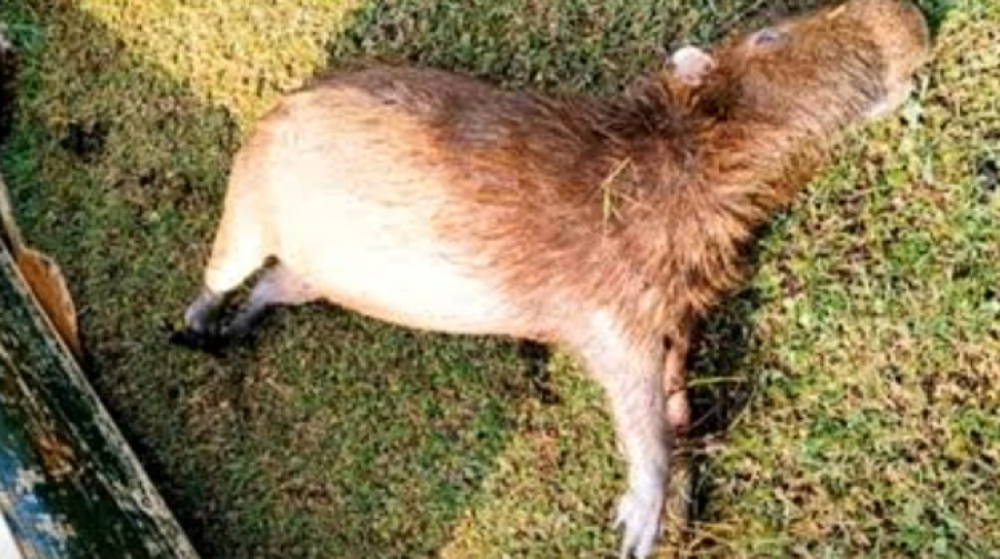 Capivaras encontradas mortas no Jardim Botânico acendem alerta e reforçam monitoramento ambiental