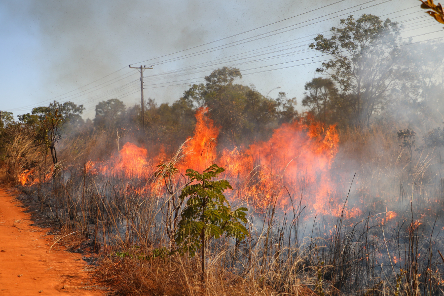 Incêndio florestal: veja o que fazer se as chamas se aproximarem de sua casa